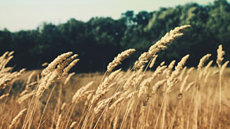 [field:title]