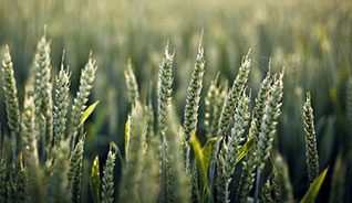 [field:title]